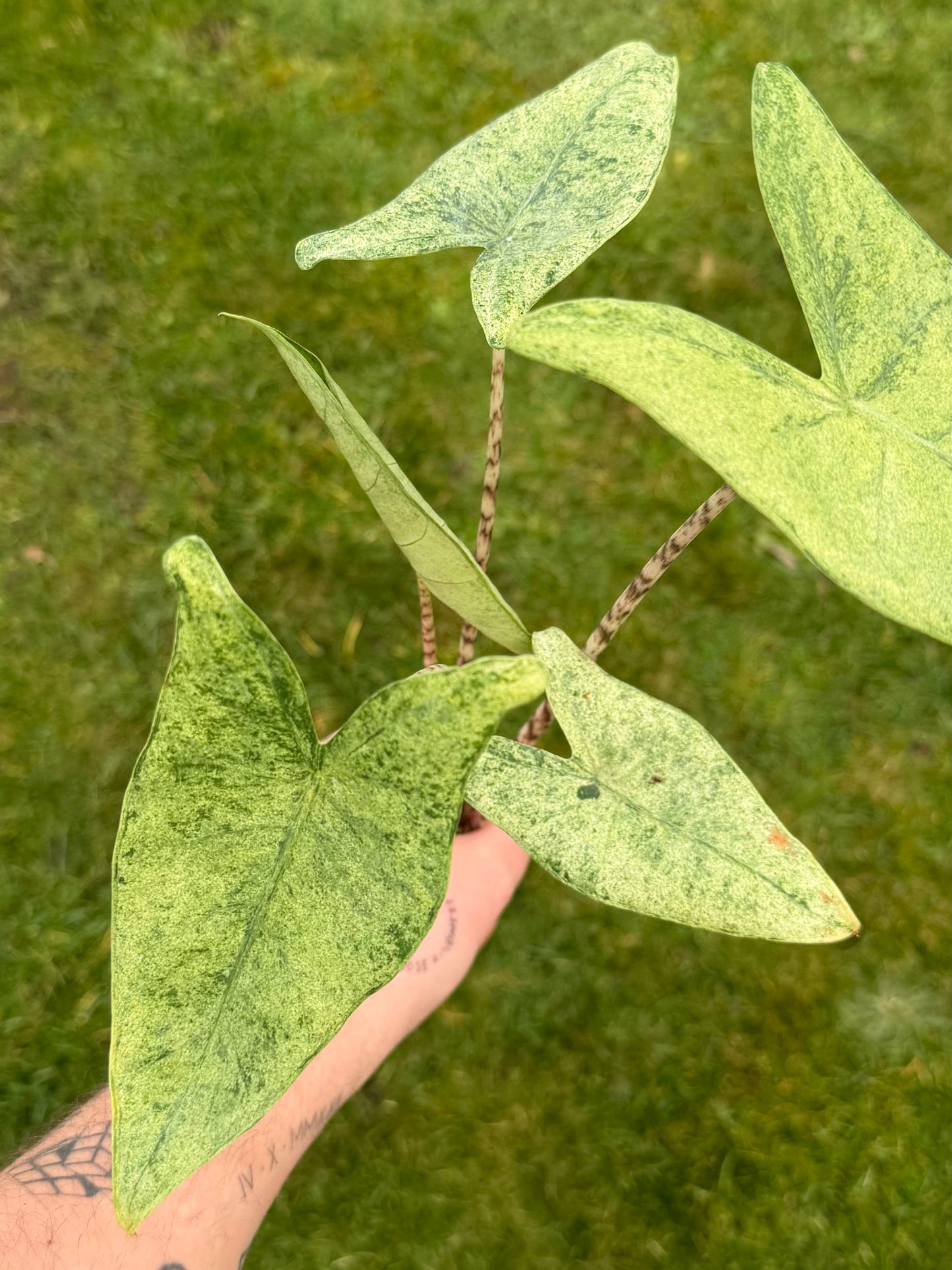 Alocasia Zebrina Mojito Rhizom