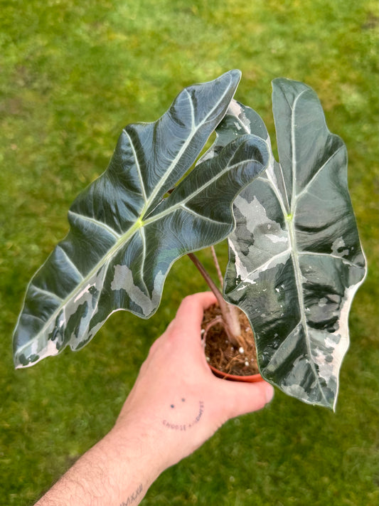 Alocasia Pseudo Sanderiana Albo/Pink Rhizom