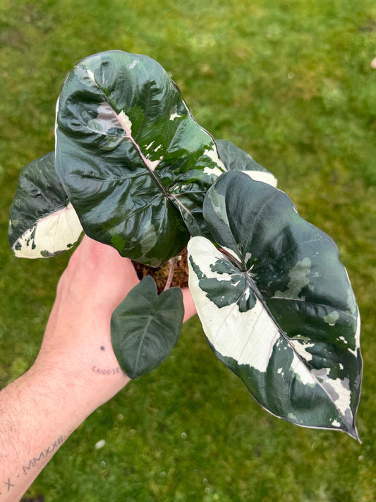 Alocasia Yucatan Albo/Pink Variegata Rhizom