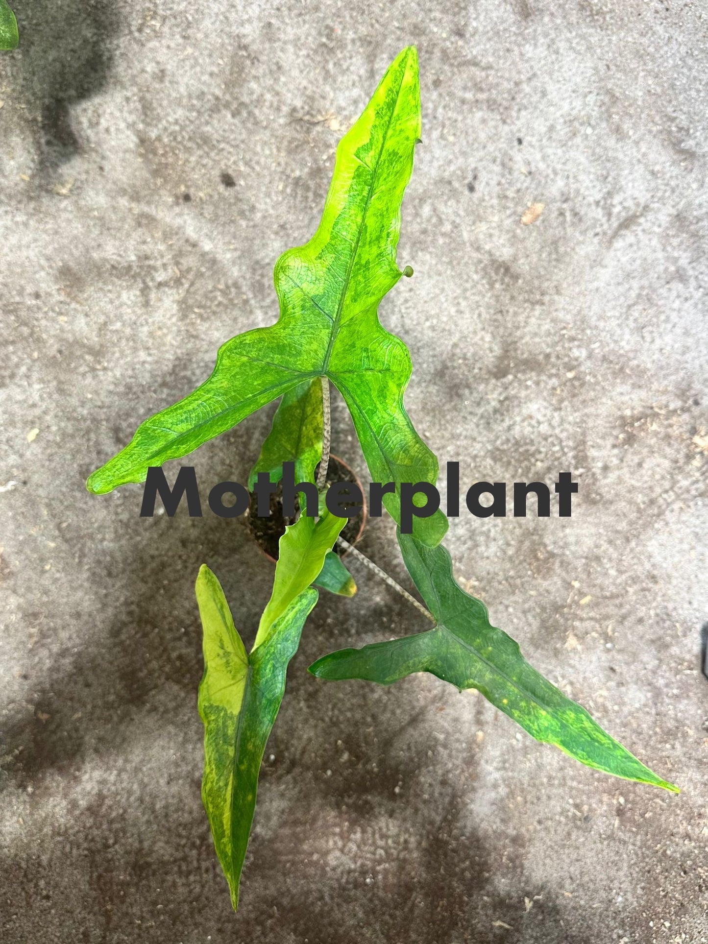 Alocasia Sabrina Aurea Variegata